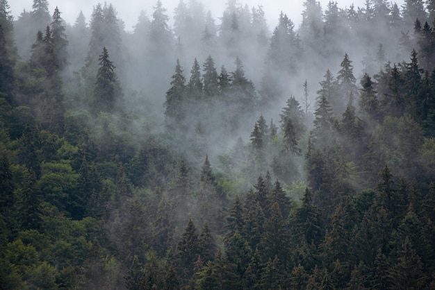 Misty brumoso paisaje de montaña con bosque de abetos en estilo retro vintage hipster