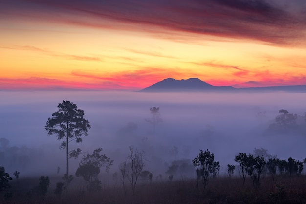 Misty Clouds beautiful Floresta nevoenta durante as montanhas do nascer do sol