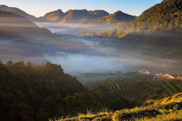 Misty mañana plantación de té en el Doi Ang Khang Chiang Mai de Tailandia