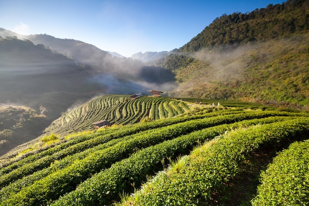 Misty mañana plantación de té en el Doi Ang Khang Chiang Mai de Tailandia