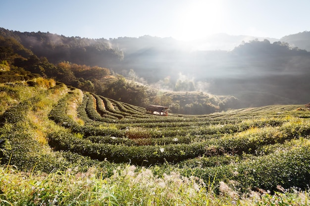 Misty mañana plantación de té en el Doi Ang Khang Chiang Mai de Tailandia