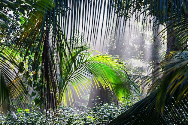 Foto misty rainforest en costa rica, centroamérica