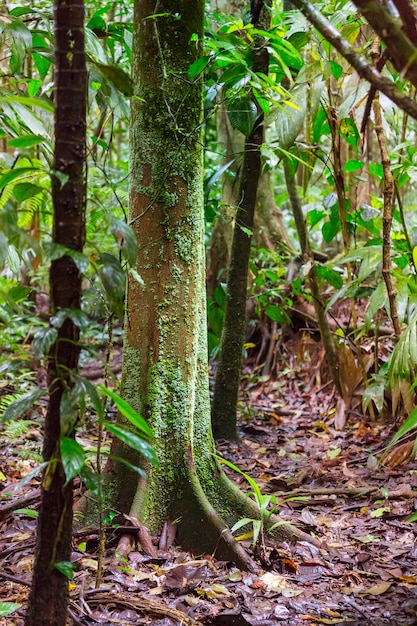 Misty Rainforest en Costa Rica, Centroamérica