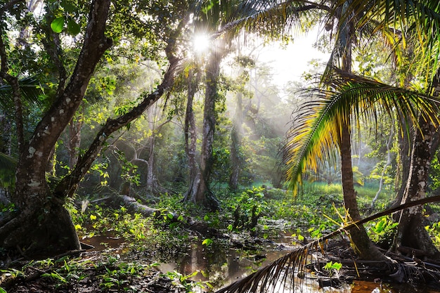 Misty Rainforest en Costa Rica, Centroamérica