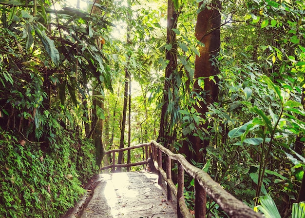 Misty Rainforest na Costa Rica, América Central