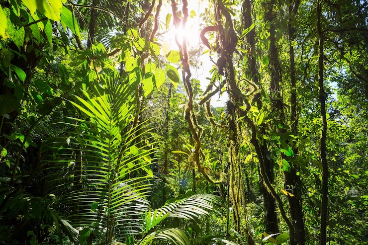 Misty Rainforest na Costa Rica, América Central