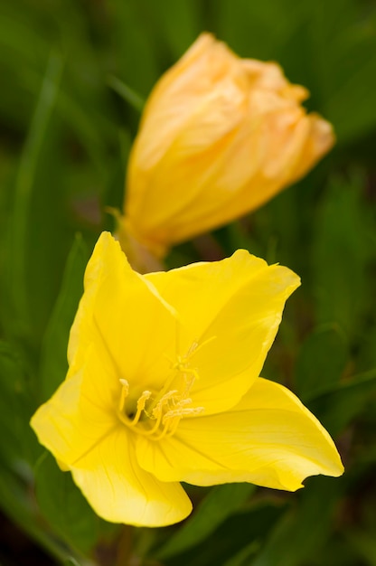 Misuri onagra Oenothera macrocarpa