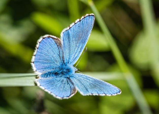 Foto mit blaubutter gefüllt