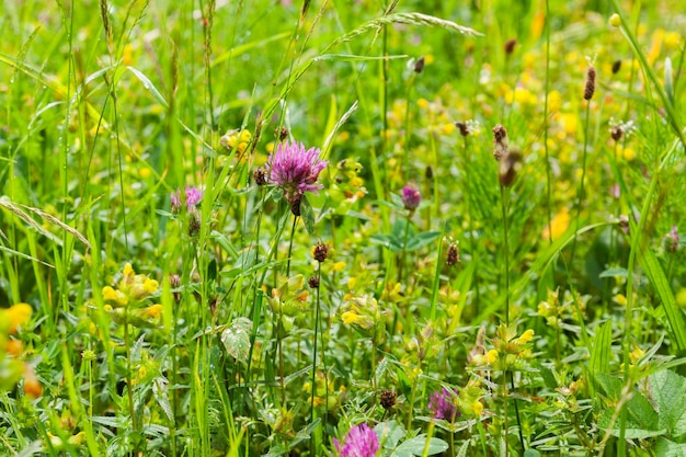 Mit blühendem Gras gefüllte Frühlingswiesen können bei manchen Allergien auslösen. Sommerzeit in wilder Natur.