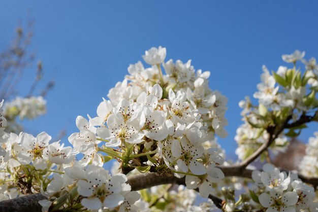 Mit Blumen bedeckte Äste