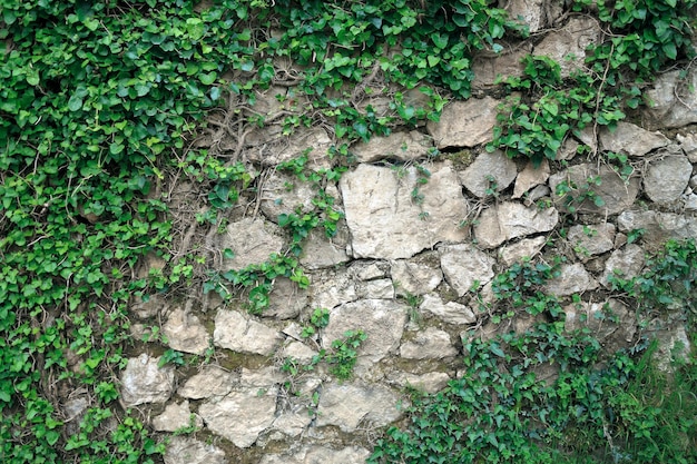 Mit Efeu bewachsene Steinmauer