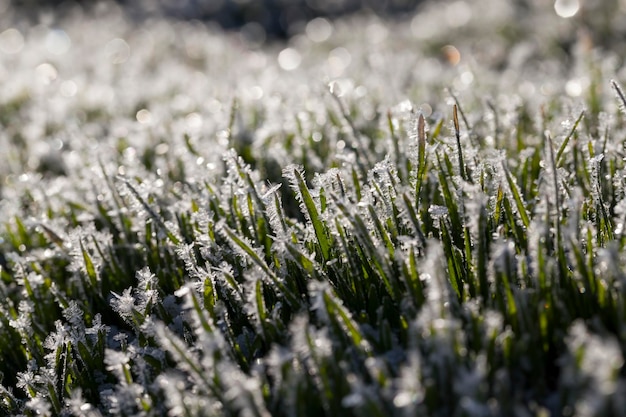 Mit Eis und Frost bedecktes Gras in der Wintersaison Gras gefriert mit Schnee- und Eisstücken auf dem Feld in der Wintersaison