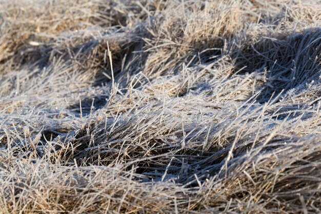 Mit Eis und Frost bedecktes Gras in der Wintersaison Gras gefriert mit Schnee- und Eisstücken auf dem Feld in der Wintersaison