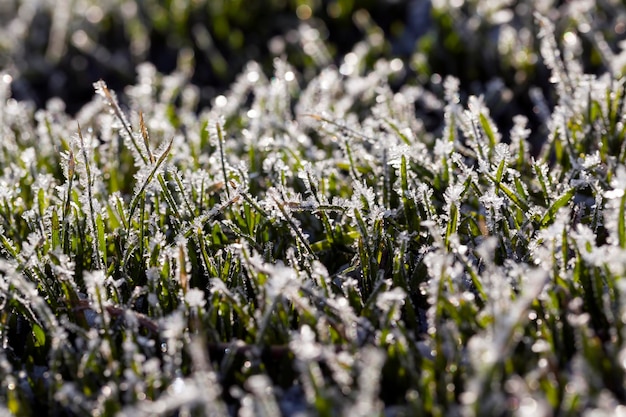 Mit Eis und Frost bedecktes Gras in der Wintersaison Gras gefriert mit Schnee- und Eisstücken auf dem Feld in der Wintersaison