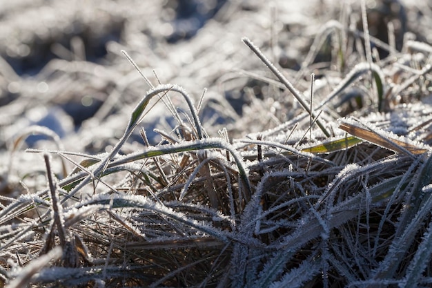 Mit Eis und Frost bedecktes Gras in der Wintersaison Gras gefriert mit Schnee- und Eisstücken auf dem Feld in der Wintersaison