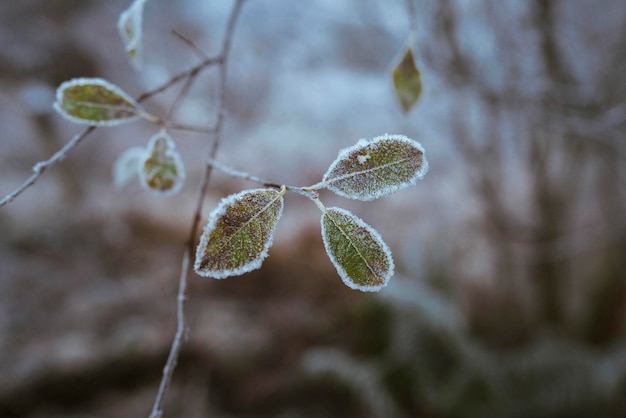Mit Frost bedeckte Blätter bei Buachaille Etive Mor