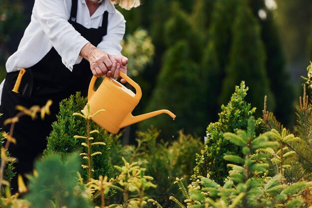 Mit gelb gefärbter Gießkanne Seniorin ist tagsüber im Garten Konzeption von Pflanzen und Jahreszeiten