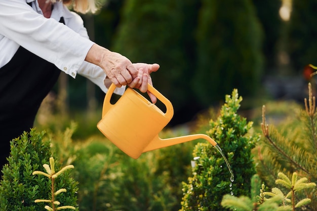 Mit gelb gefärbter Gießkanne Seniorin ist tagsüber im Garten Konzeption von Pflanzen und Jahreszeiten