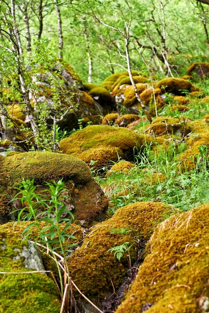 Mit gelbem Moos bedeckte Waldbäume und Felsen in einer abgelegenen Umgebung in der Natur Makroansicht von strukturierten Algen, die sich über Felsbrocken in einer ruhigen, abgelegenen Umgebung mit üppigen Pflanzen und Sträuchern ausbreiten