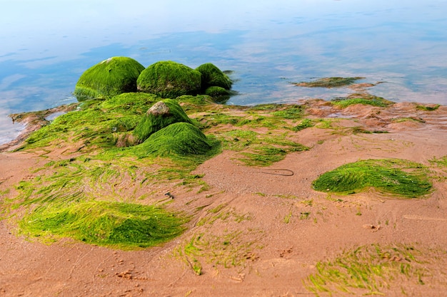 Mit Grünalgen bedeckte Felsbrocken am Strand der Meeresküste Felsen, die mit grünen Algen im Meerwasser bedeckt sind