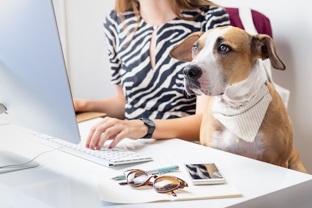 Foto mit haustieren arbeiten gehen konzept: niedlicher hund mit weiblichem besitzer vor einem desktop-computer im büro. staffordshire terrier sitzt im bürostuhl an einem modernen arbeitsplatz.