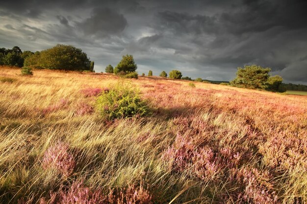 mit Junipers, Heide und Gras