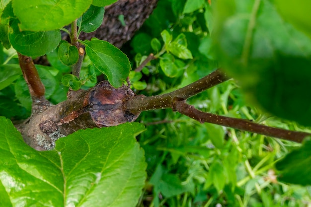 Mit Kambium bewachsener Stiel, der im letzten Frühjahr auf einem Ast eines Apfelbaums gepfropft wurde Gepfropfte Obstbäume