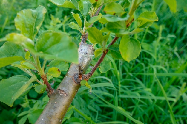 Mit Kambium bewachsener Stiel, der im letzten Frühjahr auf einem Ast eines Apfelbaums gepfropft wurde Gepfropfte Obstbäume