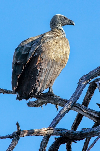 Mit Kapuze Geier Botswana Afrika