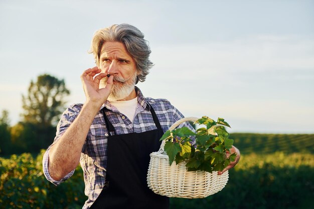 Mit Korb in den Händen Älterer stilvoller Mann mit grauem Haar und Bart auf dem landwirtschaftlichen Feld mit Ernte
