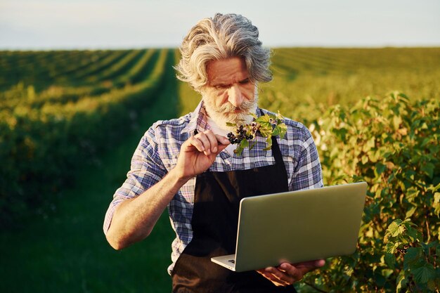 Mit Laptop in den Händen Älterer stilvoller Mann mit grauem Haar und Bart auf dem landwirtschaftlichen Feld mit Ernte