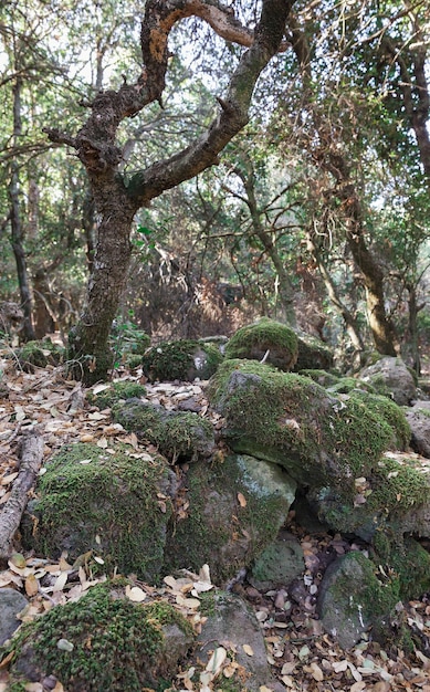 Mit Moos bedeckte Steine im Wald