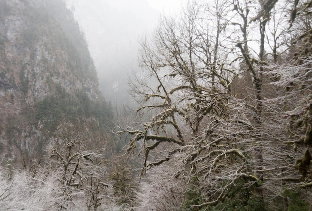 Mit Raureif bedeckte Bäume in einer Bergschlucht in Abchasien