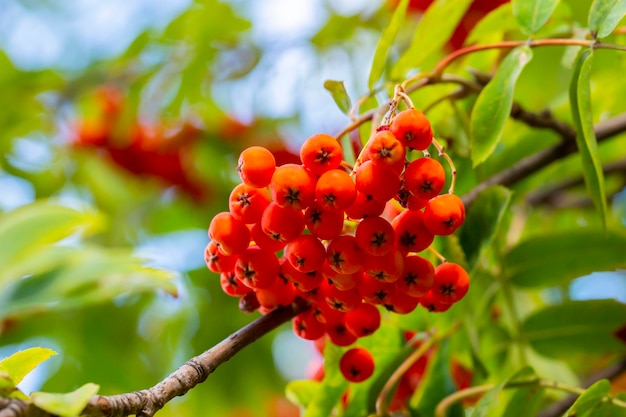 Mit reifen Beeren der roten Eberesche auf einem Zweig mit länglichen grünen Blättern bestreichen