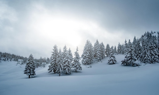 Mit Schnee bedeckte Kiefern auf einem Berghügel