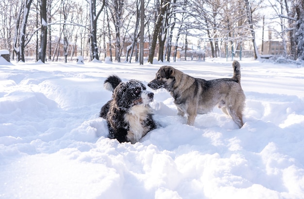 Mit Schnee bedeckter Berner Sennenhund spielen mit obdachlosem Hund in den großen Schneeverwehungen