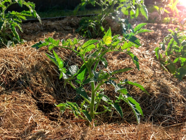 Mit Stroh oder trockenem Gras gemulchte Tomatensämlinge Das Konzept der ökologischen Produkte des ökologischen Landbaus