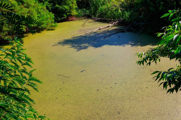 Mit Wasserlinsen bewachsener Sumpf im grünen Wald