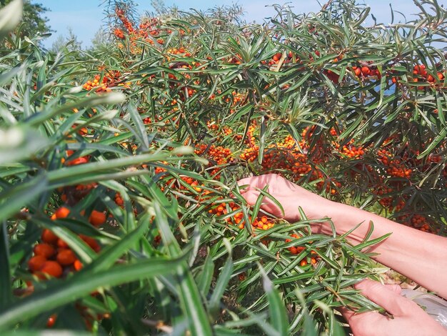 Foto mit weiblichen händen reife sanddornbeeren von einem ast im garten pflücken