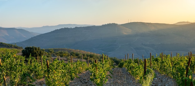 Mit Weinreben bepflanztes Land für die Weinernte