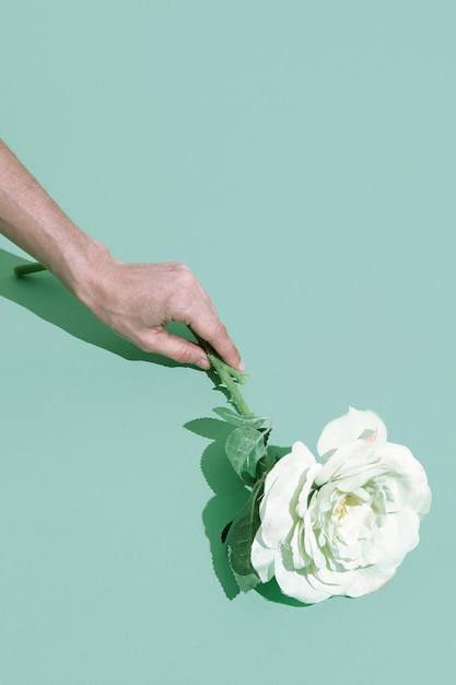 Mit weißen Rosen in der Hand minimalistische Szene Frühlings-Sommer-Grüßkarte-Konzept