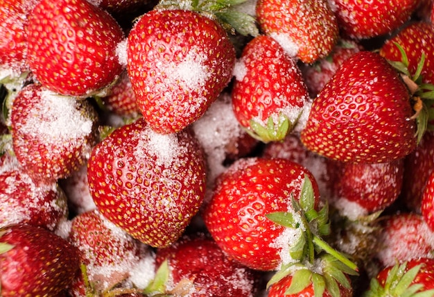 Mit Zucker bestreute Erdbeeren