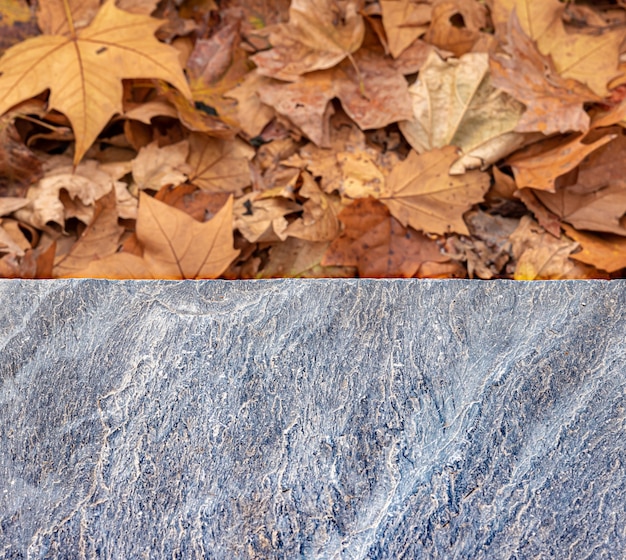 La mitad de las hojas de otoño la mitad del suelo de terrazo con textura gris