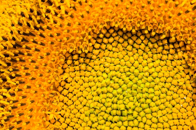 La mitad de la inflorescencia de girasoles amarillos en el campo, cultivo de alimentos, campo de girasol durante la floración y polinización, primer plano