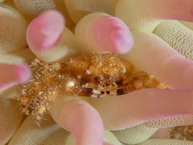 Foto mithraculus cinctimanus también conocido como mithraculus cinctimanus