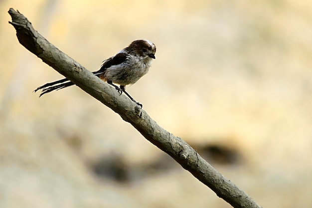 El mito es una especie de ave paseriforme de la familia aegithalidae.