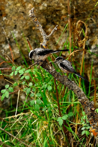 El mito es una especie de ave paseriforme de la familia aegithalidae.