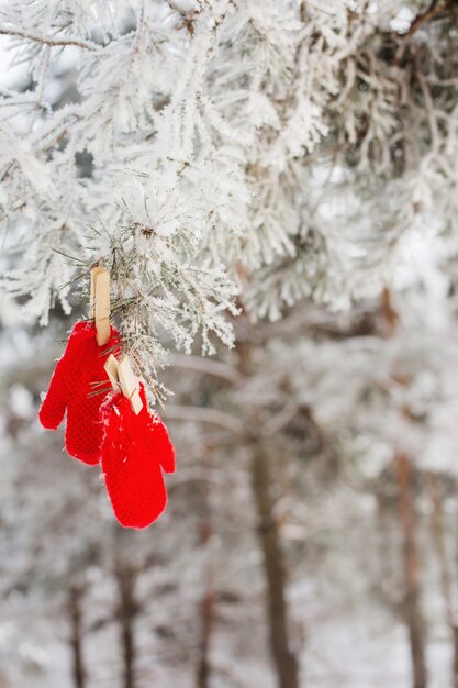 Mitones rojos en bosque de invierno