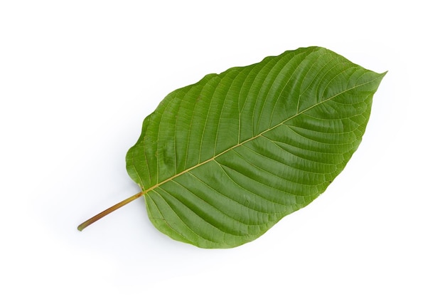 Mitragyna speciosa, folhas frescas de kratom em fundo branco