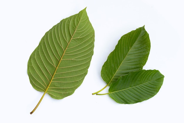 Mitragyna speciosa, folhas frescas de kratom em fundo branco